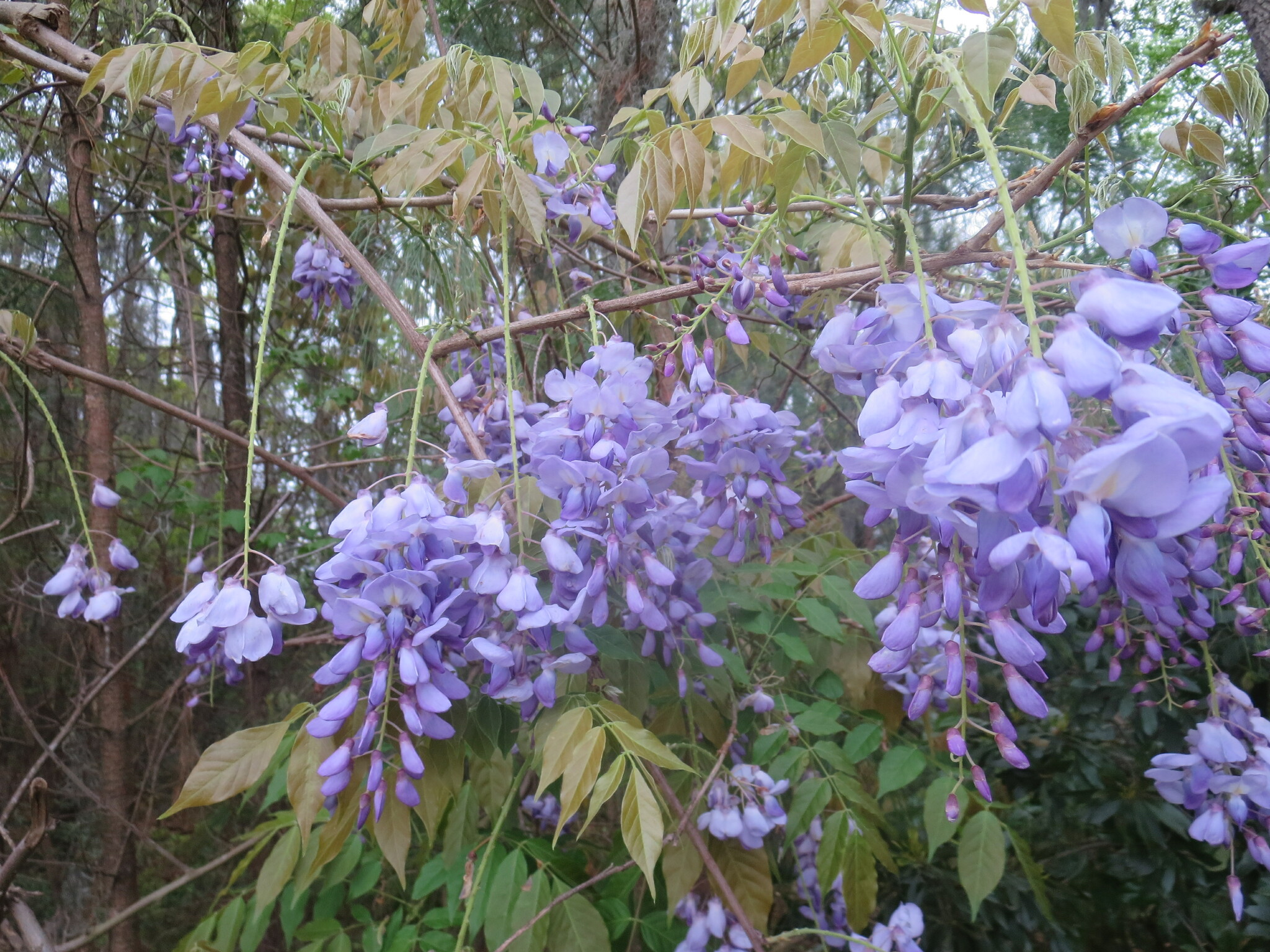 Wisteria frutescens inaturalist